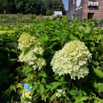 Hortenzia metlinatá (Hydrangea paniculata) ´LIMELIGHT´®  - výška 30-50 cm, kont. C2L